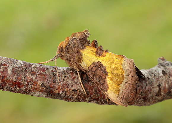 73.012 BF2434 Burnished Brass Diachrysia chrysitis