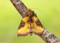 73.012 BF2434 Burnished Brass Diachrysia chrysitis