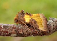 73.012 BF2434 Burnished Brass Diachrysia chrysitis