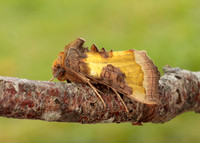73.012 BF2434 Burnished Brass Diachrysia chrysitis