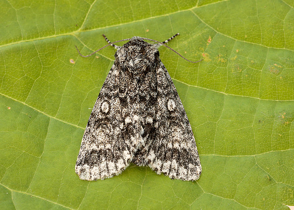 73.046 BF2278 Poplar Grey Subacronicta megacephala