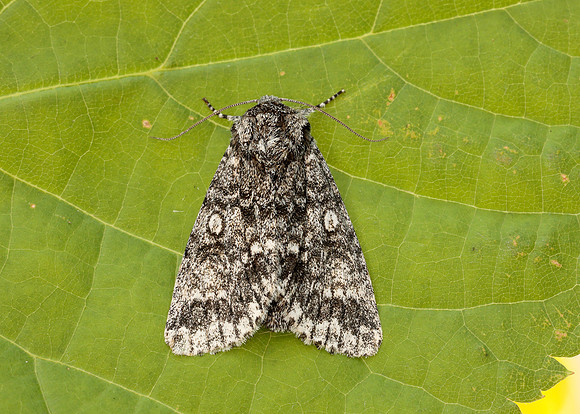 73.046 BF2278 Poplar Grey Subacronicta megacephala