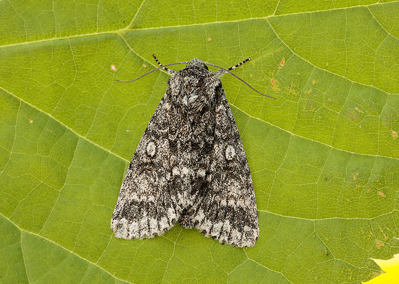 73.046 BF2278 Poplar Grey Subacronicta megacephala