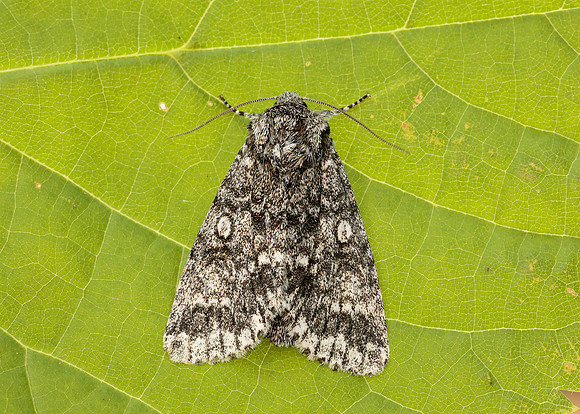 73.012 BF2434 Burnished Brass Diachrysia chrysitis