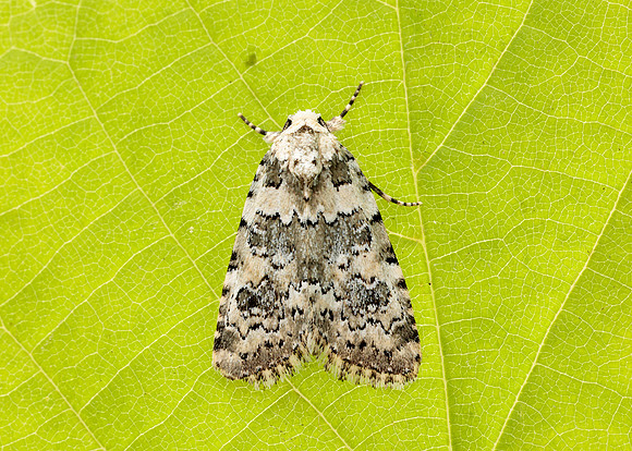 73.084 BF2293 Marbled Beauty Bryophila domestica