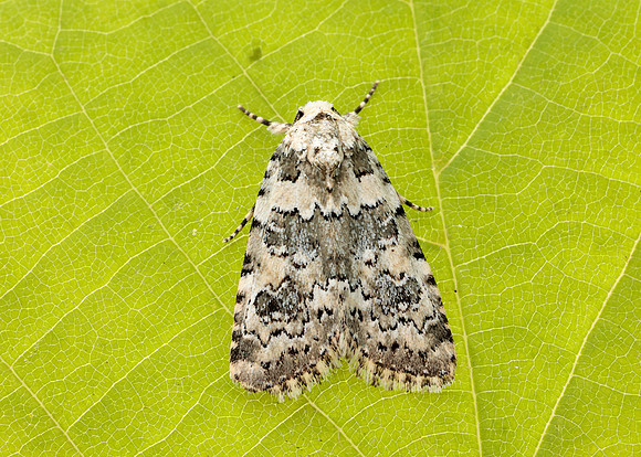 73.084 BF2293 Marbled Beauty Bryophila domestica