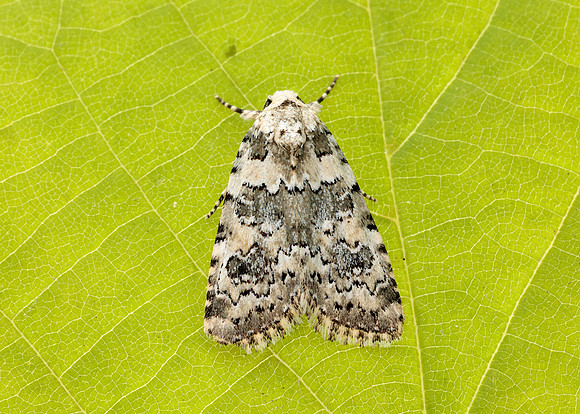 73.084 BF2293 Marbled Beauty Bryophila domestica