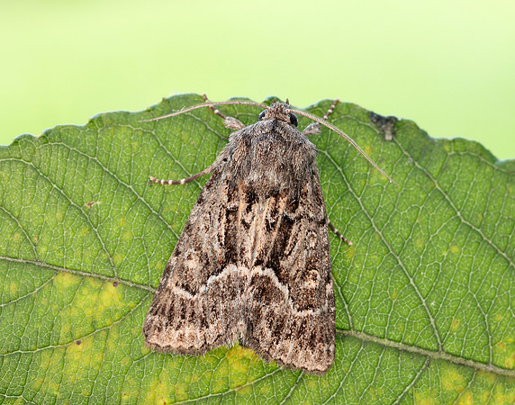 73.109 BF2303 Straw Underwing Thalpophila matura