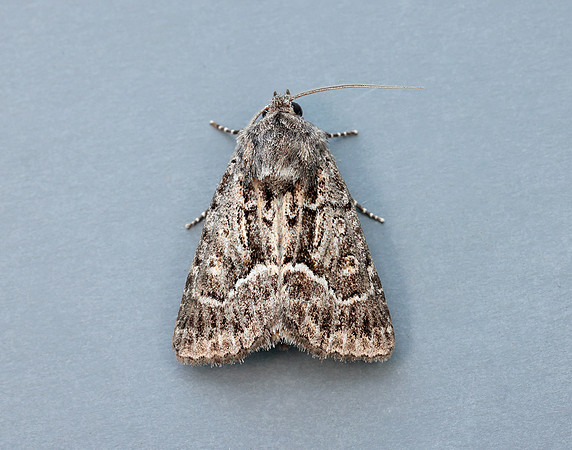 73.109 BF2303 Straw Underwing Thalpophila matura