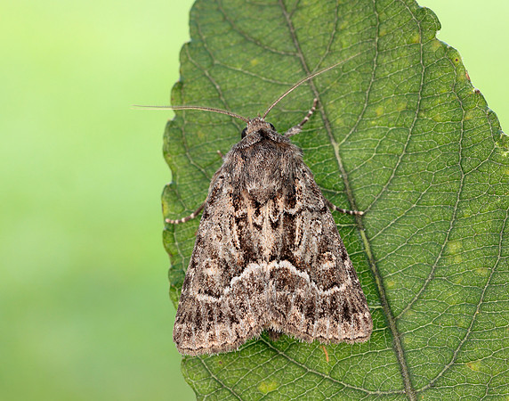 73.109 BF2303 Straw Underwing Thalpophila matura