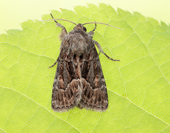 73.109 BF2303 Straw Underwing Thalpophila matura