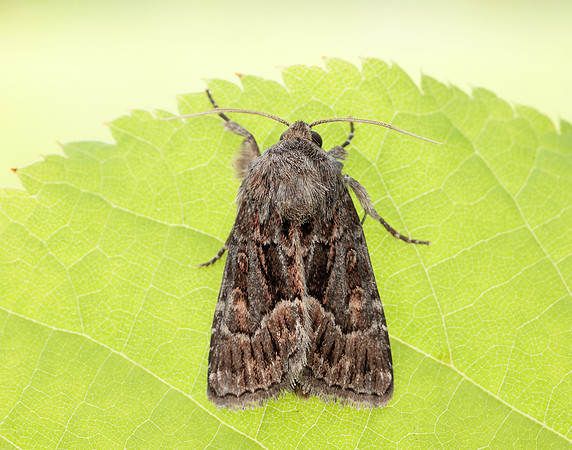 73.109 BF2303 Straw Underwing Thalpophila matura