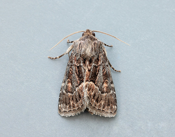 73.109 BF2303 Straw Underwing Thalpophila matura