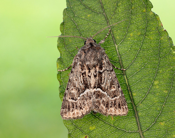 73.109 BF2303 Straw Underwing Thalpophila matura