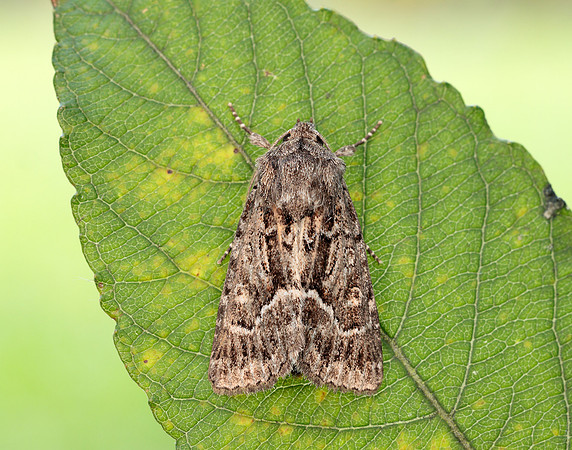 73.109 BF2303 Straw Underwing Thalpophila matura