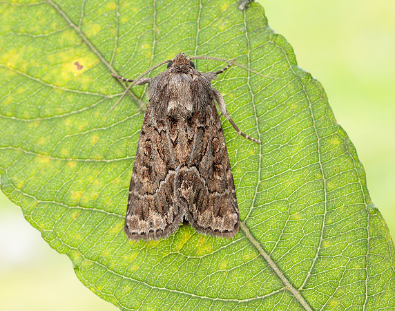 73.109 BF2303 Straw Underwing Thalpophila matura