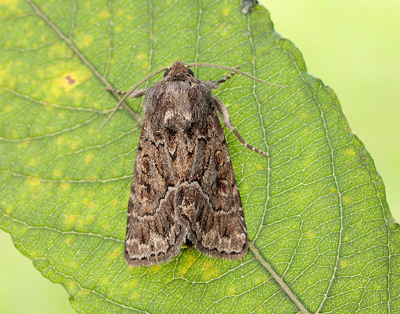 73.109 BF2303 Straw Underwing Thalpophila matura