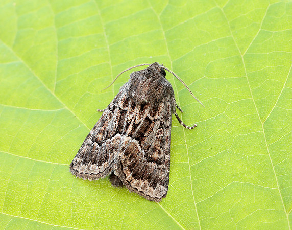 73.109 BF2303 Straw Underwing Thalpophila matura