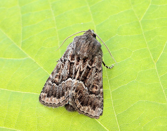 73.109 BF2303 Straw Underwing Thalpophila matura