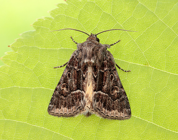 73.109 BF2303 Straw Underwing Thalpophila matura