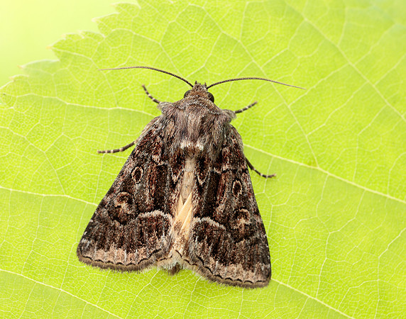 73.109 BF2303 Straw Underwing Thalpophila matura