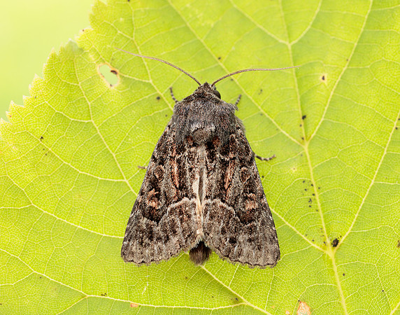 73.109 BF2303 Straw Underwing Thalpophila matura