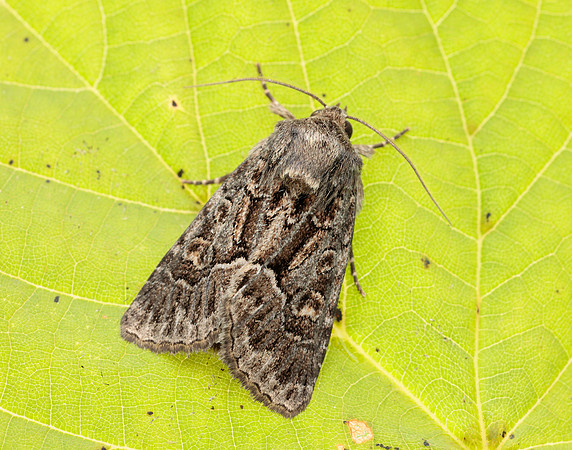 73.109 BF2303 Straw Underwing Thalpophila matura