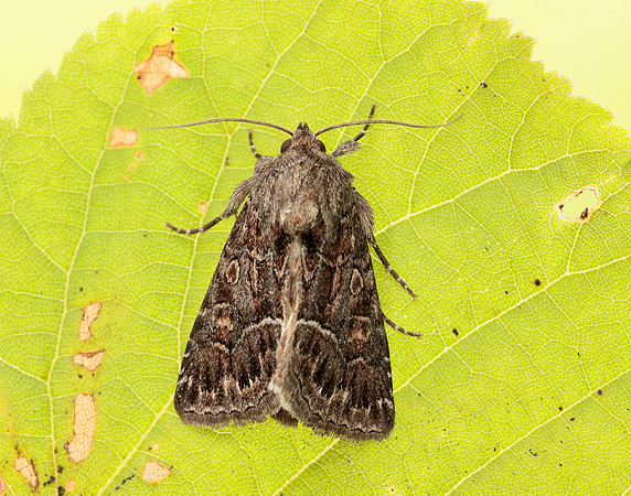 73.109 BF2303 Straw Underwing Thalpophila matura