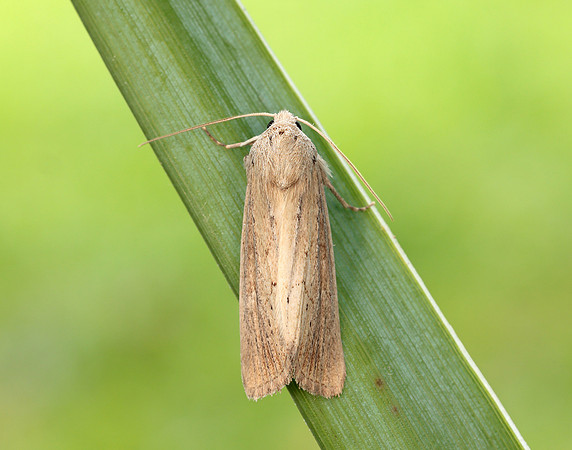 73.138 BF2348 Lyme Grass Longalatedes elymi