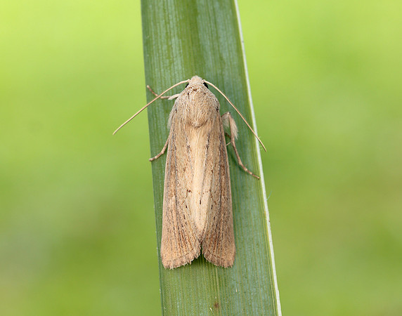73.138 BF2348 Lyme Grass Longalatedes elymi