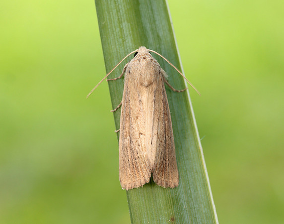 73.138 BF2348 Lyme Grass Longalatedes elymi