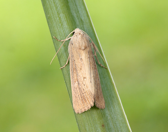 73.138 BF2348 Lyme Grass Longalatedes elymi