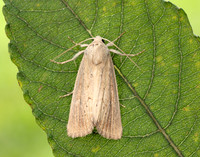 73.138 BF2348 Lyme Grass Longalatedes elymi