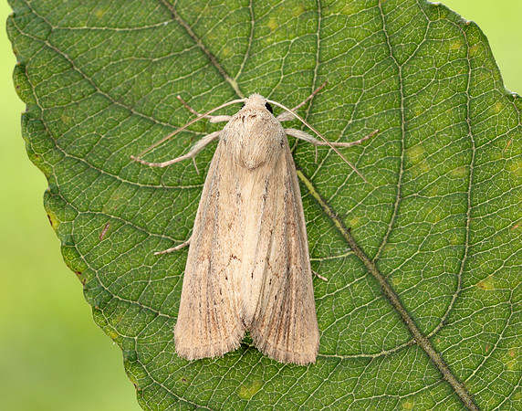 73.138 BF2348 Lyme Grass Longalatedes elymi
