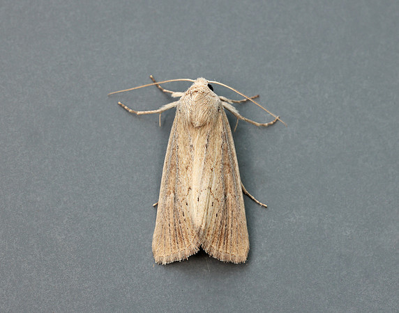 73.138 BF2348 Lyme Grass Longalatedes elymi