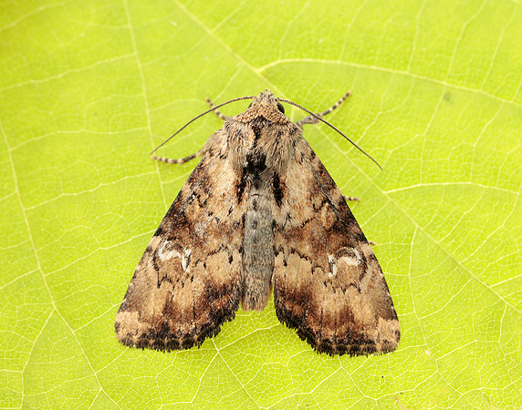 73.160 BF2335 Slender Brindle Apamea scolopacina
