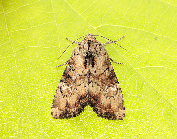 73.160 BF2335 Slender Brindle Apamea scolopacina