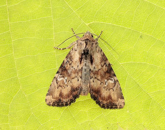 73.160 BF2335 Slender Brindle Apamea scolopacina