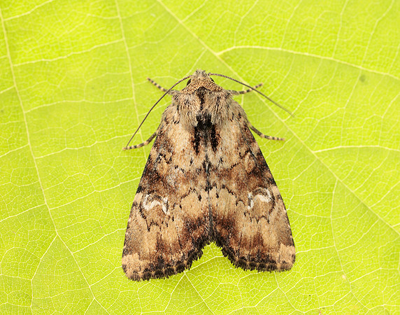 73.160 BF2335 Slender Brindle Apamea scolopacina