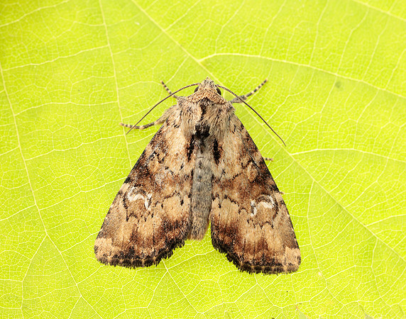 73.160 BF2335 Slender Brindle Apamea scolopacina