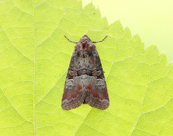 73.171 BF2342 Rosy Minor Litoligia literosa