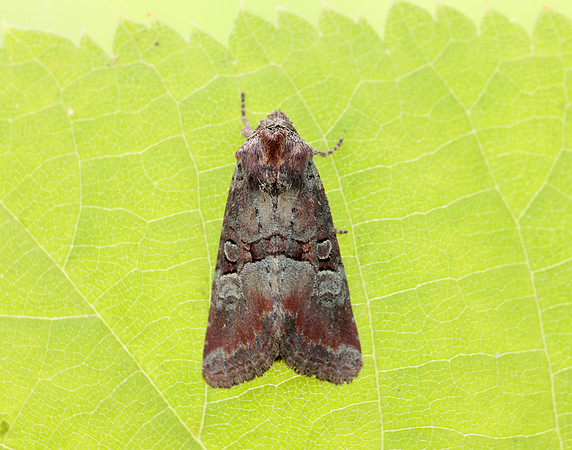 73.171 BF2342 Rosy Minor Litoligia literosa