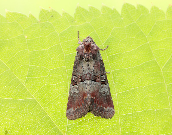 73.171 BF2342 Rosy Minor Litoligia literosa