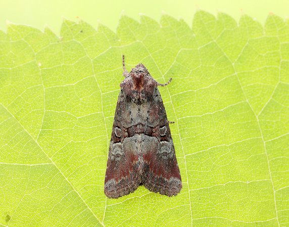 73.171 BF2342 Rosy Minor Litoligia literosa