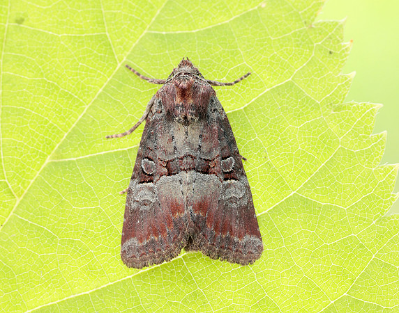 73.171 BF2342 Rosy Minor Litoligia literosa