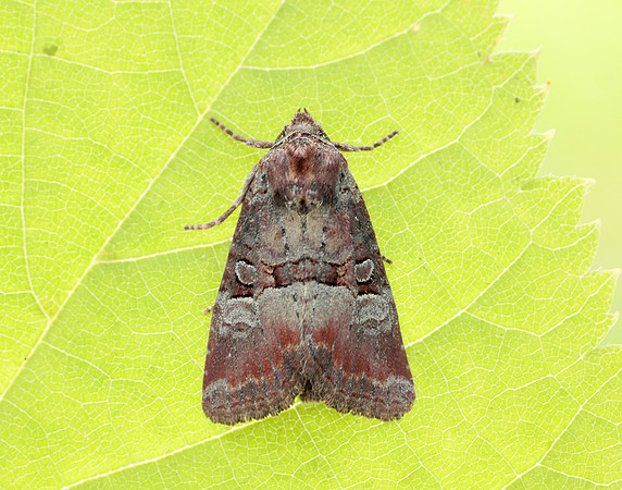 73.171 BF2342 Rosy Minor Litoligia literosa
