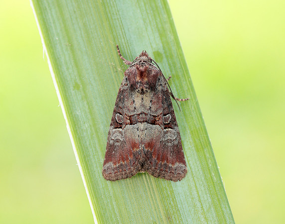 73.171 BF2342 Rosy Minor Litoligia literosa