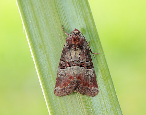 73.171 BF2342 Rosy Minor Litoligia literosa