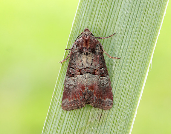 73.171 BF2342 Rosy Minor Litoligia literosa