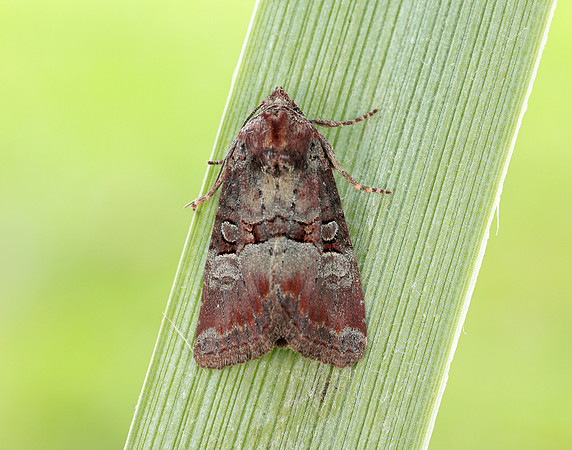 73.171 BF2342 Rosy Minor Litoligia literosa